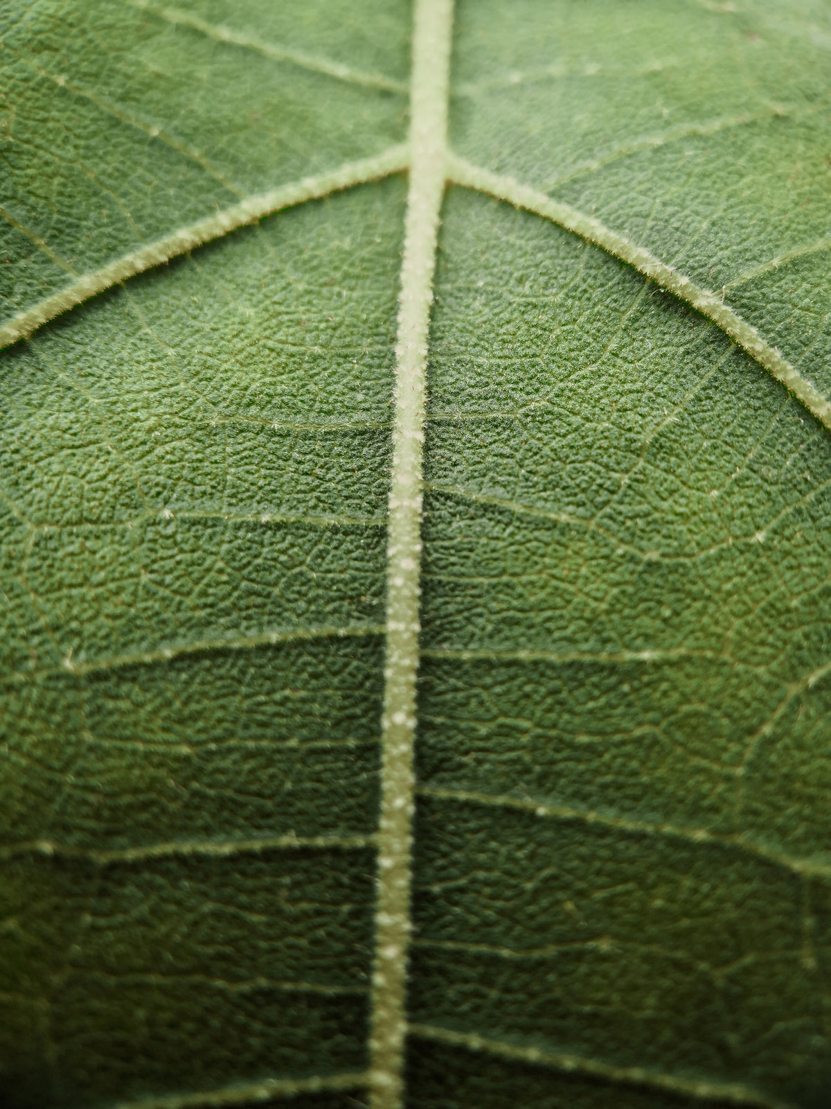 Botanical extraction