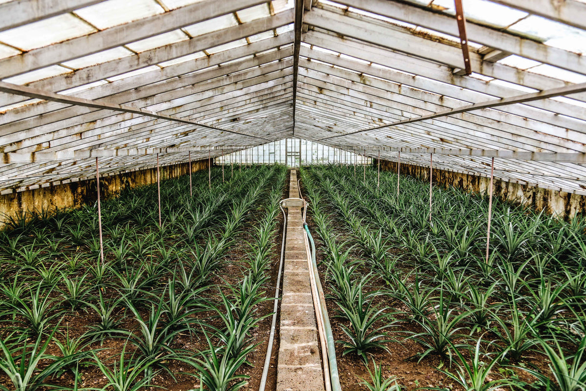 Made from Earth greenhouse and botanical sourcing
