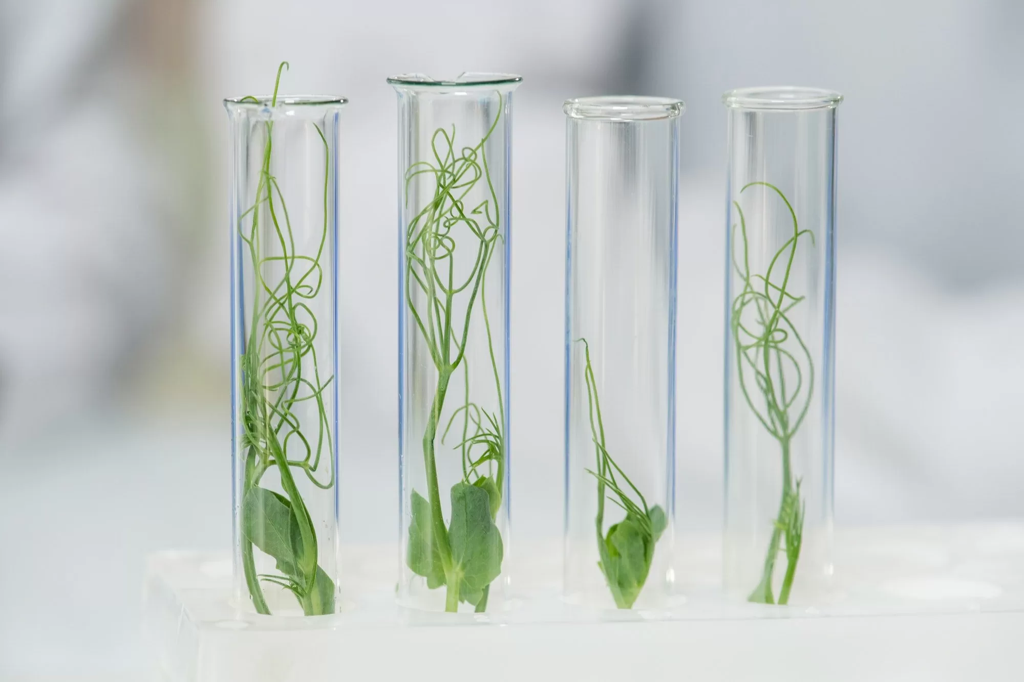 Row of four transparent flasks containing green lab-grown soy sprouts in lab