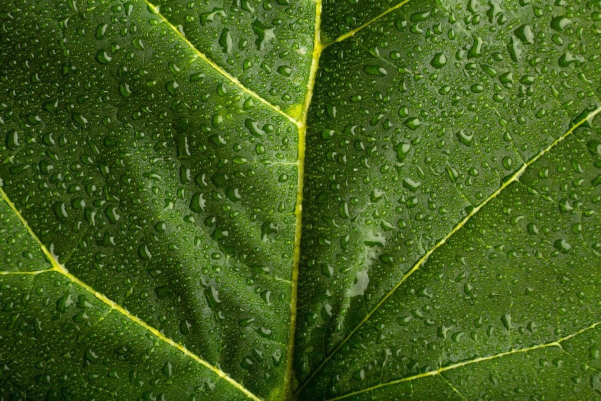 indoor plant textures details 2 1