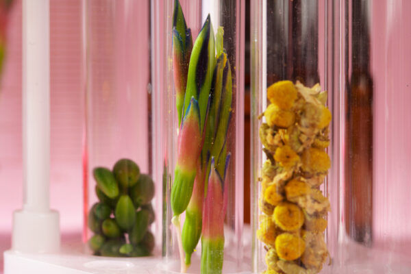 From Ancient Ritual to Modern Miracle: The Olive Oil Renaissance in Skincare 1 concept research of beauty and skincare dietary su 2021 09 03 20 18 08 utc
